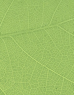 EPS 해외이미지 템플릿 디자인 포스터 종이 지구 백그라운드 컨셉 잎 패턴 일러스트 자연 벽지 추상 초록색 재활용 인쇄 에코 유기농 질감 정맥 내추럴 그런지 바이오 생태학 해외202004 해외일러스트 식물 웰빙 교육 컬러 무늬 환경 친환경 생태계 혈관 파일형식 벡터 이미지허브