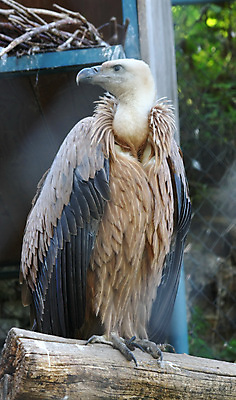 포토 JPG 해외이미지 동물 포즈 날개 자연 조류 동물원 사람없음 힘 부리 독수리 육식동물 해외202004 해외포토 생태계 파일형식 이미지허브