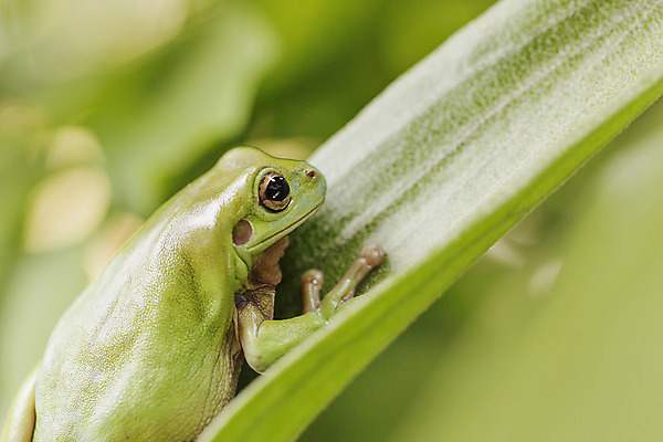 포토 JPG 해외이미지 나무 식물 동물 응시 야생동물 잎 자연 휴식 개구리 양서류 사람없음 야외 가로 초록색 컬러풀 환경 관찰 닫기 호주 보호 숲 작음 열대우림 수줍음 명상 호기심 두꺼비 내추럴 생태학 숨기 어려움 왕자 카피스페이스 해외202004 해외포토 시선 교육 감정 컬러 컨셉 모션 공백 오세아니아 크기 생태계 파일형식 이미지허브