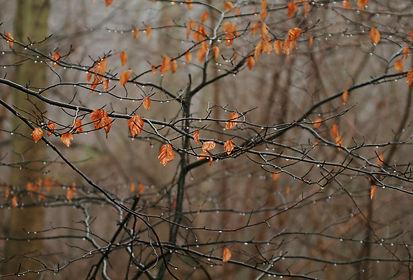 포토 JPG 해외이미지 나무 계절 백그라운드 잎 겨울 잉글랜드 사람없음 물 갈색 검은색 침묵 젖음 추위 안개 물방울 나뭇가지 죽음 분위기 2월 삼림지대 적갈색 해외202004 해외포토 자연요소 식물 컬러 컨셉 날씨 영국 소리 날짜 숲 파일형식 이미지허브