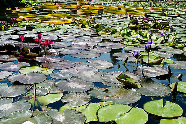 포토 JPG 해외이미지 식물 공원 꽃잎 꽃 호수 분홍색 백그라운드 잎 꽃무늬 자연 표면 휴식 독일 사람없음 야외 장식 초록색 정원 침묵 봄 벚꽃 흰색 연못 개화 우아함 묘사 명상 내추럴 이국적 해외202004 해외포토 계절 공공시설 유럽 컬러 컨셉 무늬 소리 생태계 파일형식 이미지허브