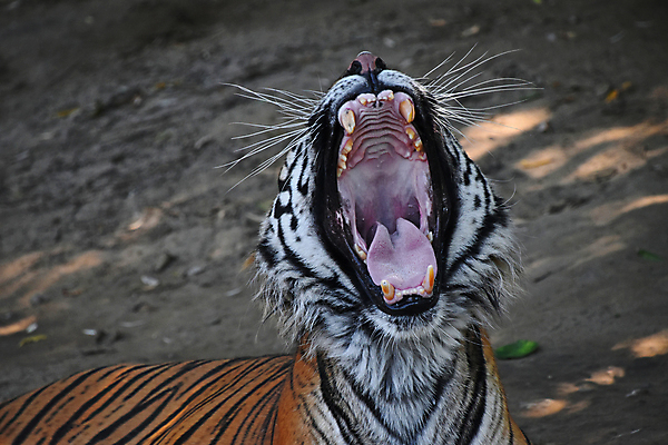 포토 JPG 해외이미지 동물 1 얼굴 야생동물 포유류 자연 사람없음 머리 고양이 호랑이 닫기 큼 각도 육식동물 하품 주둥이 표범 해외202004 해외포토 모션 신체부위 반려동물 크기 생태계 생리현상 파일형식 이미지허브