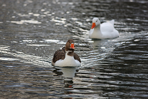 포토 JPG 해외이미지 동물 호수 얼굴 2 날개 오렌지 자연 조류 사람없음 야외 물 강 농장 갈색 머리 수영 흰색 닫기 깃털 부리 거위 경보 해외202004 해외포토 자연요소 컬러 농업 과일 모션 신체부위 수상스포츠 생태계 파일형식 이미지허브