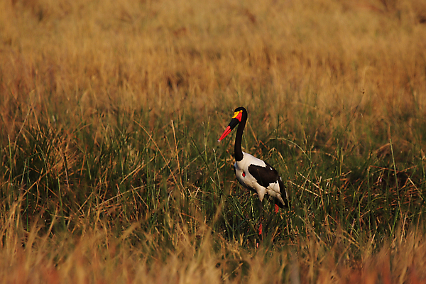 포토 JPG 해외이미지 동물 야생동물 아프리카 자연 조류 서기 사람없음 빨간색 검은색 흰색 큼 사파리 보츠와나 스텝 황새 해외202004 해외포토 나라 컬러 모션 크기 생태계 파일형식 이미지허브