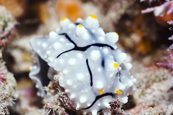 포토 JPG 해외이미지 1 바다 자연 사람없음 야외 물 바닷속 수중 스노클링 산호 다이빙 태평양 암초 홍해 인도양 깊이 해외202004 해외포토 자연요소 수영 수상스포츠 자포동물 생태계 수중스포츠 파일형식 이미지허브