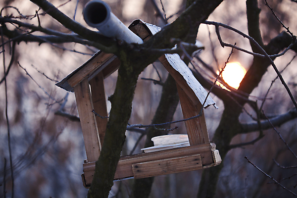 포토 JPG 해외이미지 나무 계절 공원 야생동물 음식 겨울 자연 조류 아침 사람없음 태양 일출 추위 나뭇가지 오두막 수유 헬프 해외202004 해외포토 주간 자연요소 식물 동물 공공시설 노을 도움 생태계 파일형식 이미지허브