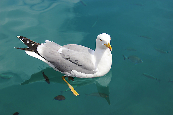 포토 JPG 해외이미지 동물 야생동물 바다 날개 자연 갈매기 조류 휴가 휴식 수영장 사람없음 야외 물 여름 파란색 햇빛 평화 환경 수영 회색 자유 원형 우아함 지중해 깃털 부리 포트 내추럴 모나코 무료 터키석 해외202004 해외포토 자연요소 도형 계절 유럽 컬러 컨셉 태양 수상스포츠 보석 생태계 파일형식 이미지허브