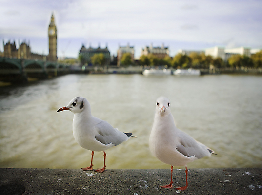 포토 JPG 해외이미지 조류 영국 사람없음 강 도시 런던 빅벤 해외202004 해외포토 동물 유럽 시계탑 파일형식 이미지허브