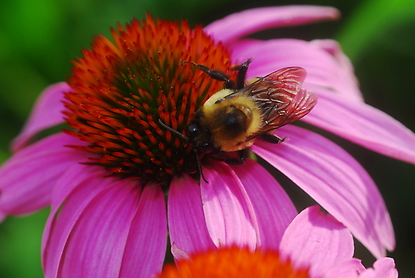 포토 JPG 해외이미지 식물 꽃잎 꽃 자연 사람없음 컬러풀 정원 보라색 봄 개화 원뿔 해외202004 해외포토 도형 계절 컬러 생태계 파일형식 이미지허브