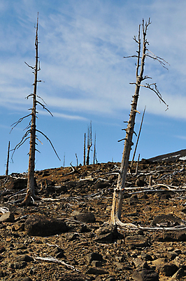 포토 JPG 해외이미지 나무 자연 하늘 건조 사람없음 환경 숲 언덕 가뭄 이산화탄소 해외202004 해외포토 식물 날씨 생태계 파일형식 이미지허브