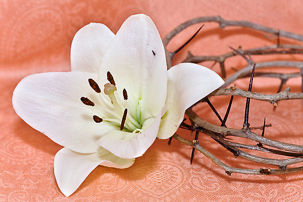 포토 JPG 해외이미지 식물 전통 계절 꽃 기독교 종교 전통문화 컨셉 왕관 부활절 이벤트 사람없음 가로 초록색 갈색 믿음 천주교 두개 벚꽃 흰색 신선 예수 가시 그룹 백합 신성 숭배 카피스페이스 해외202004 해외포토 기념일 감정 문화 컬러 2 공백 신_종교 파일형식 이미지허브