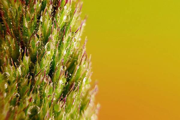 포토 JPG 해외이미지 식물 자연 사람없음 물 여름 컬러풀 맑음 봄 젖음 물방울 떨어짐 이슬 해외202004 해외포토 자연요소 계절 컬러 컨셉 날씨 생태계 파일형식 이미지허브