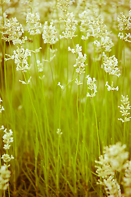 포토 JPG 해외이미지 식물 디자인 꽃 분홍색 꽃다발 백그라운드 컨셉 꽃무늬 밭 추상 건강 사람없음 치료 장식 여름 파란색 정원 보라색 거품 벚꽃 흰색 신선 다발 허브 제비꽃 유기농 향기 아로마 향 아로마테라피 테라피 라벤더 내추럴 스타일 카피스페이스 해외202004 해외포토 웰빙 계절 컬러 무늬 농업 의학 뷰티 공백 냄새 파일형식 이미지허브