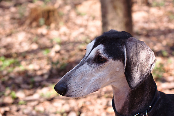 포토 JPG 해외이미지 동물 1 응시 지구 자연 털 사람없음 옆모습 가로 반려동물 갈색 머리 검은색 흰색 개 매끈함 만족 사냥개 육식동물 해외202004 해외포토 시선 감정 뷰포인트 컬러 포유류 신체부위 감각 생태계 파일형식 이미지허브