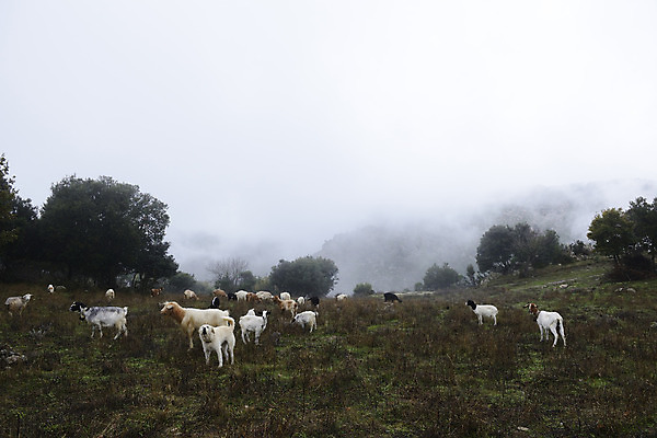 포토 JPG 해외이미지 동물 구름 전통 계절 공원 유럽 농업 자연 하늘 날씨 염소 산 주택 풍경 사람없음 야외 목재 초록색 농장 안개 시골 양 양치기 개 숲 오두막 언덕 산악지대 절정 해외202004 해외포토 자연요소 나무 직업 공공시설 나라 산업 컬러 재료 포유류 건물 생태계 파일형식 이미지허브