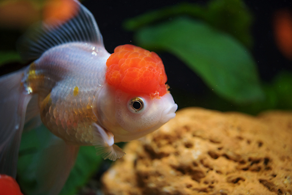 포토 JPG 해외이미지 동물 백그라운드 오렌지 자연 어류 사람없음 빨간색 초록색 물 반려동물 수영 흰색 황금 닫기 꼬리 금붕어 탱크 지느러미 수족관 캡모자 해외202004 해외포토 자연요소 모자_잡화 컬러 과일 모션 수중동물 수상스포츠 생태계 파일형식 이미지허브