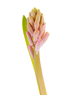 포토 JPG 해외이미지 계절 꽃 분홍색 백그라운드 자연 사람없음 봄 흰색 고립 히아신스 해외202004 해외포토 식물 컬러 생태계 파일형식 이미지허브