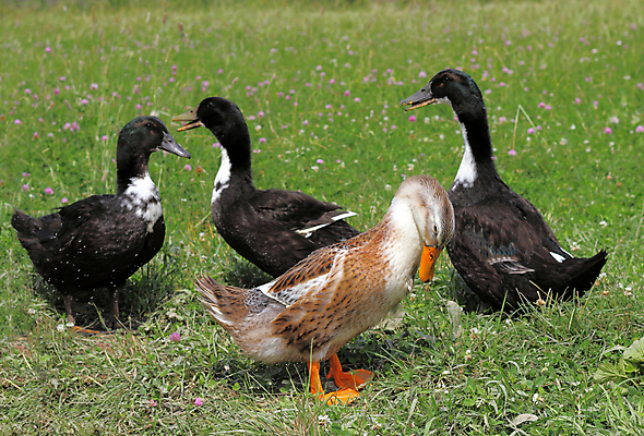 포토 JPG 해외이미지 동물 1 응시 남자 호수 야생동물 바다 포즈 백그라운드 농업 날개 자연 조류 오리 건강 사람없음 야외 옆모습 초록색 물 파란색 강 컬러풀 농장 갈색 노란색 머리 검은색 수영 봄 연못 깃털 싱글 꼬리 사냥 부리 거위 물새 청둥오리 계산서 양발 해외202004 해외포토 자연요소 시선 계절 산업 뷰포인트 컬러 사람 신체부위 수상스포츠 생태계 파일형식 이미지허브