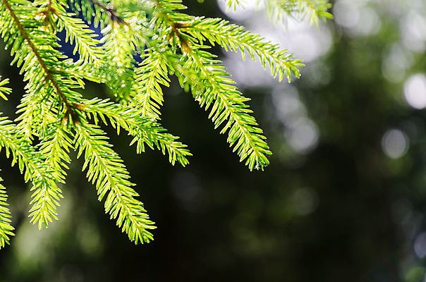 포토 JPG 해외이미지 나무 식물 전통 계절 백그라운드 부분 자연 사람없음 장식 초록색 여름 빛 봄 나뭇가지 닫기 숲 작음 심볼 향기 상록수 침엽수 전나무 내추럴 광 어려움 가문비나무 해외202004 해외포토 컬러 모션 크기 생태계 냄새 파일형식 이미지허브