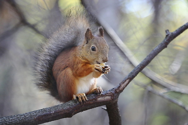 포토 JPG 해외이미지 나무 동물 응시 공원 포유류 자연 휴식 털 사람없음 야외 시골 설치류 숲 작음 다람쥐 특별함 해외202004 해외포토 식물 시선 공공시설 컨셉 크기 생태계 파일형식 이미지허브