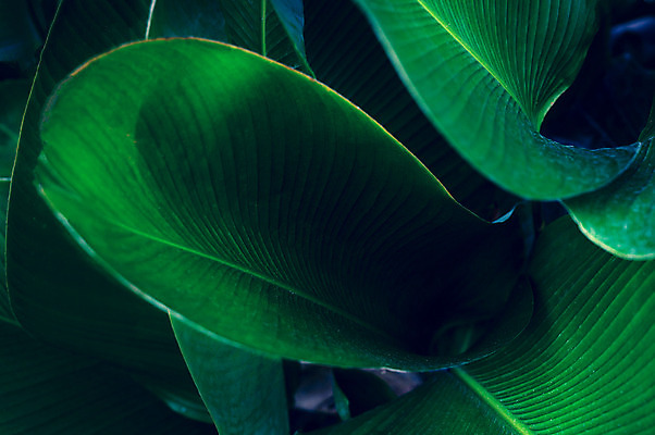 포토 JPG 해외이미지 나무 식물 디자인 계절 꽃 백그라운드 잎 꽃무늬 패턴 오렌지 자연 벽지 추상 손바닥 미술 사람없음 장식 초록색 파란색 컬러풀 노란색 정원 스파 어둠 봄 수확 성장 벚꽃 숲 묘사 질감 복고 내추럴 생태학 엘리먼트 이국적 해외202004 해외포토 손 교육 컬러 무늬 농업 과일 문화예술 생태계 파일형식 이미지허브