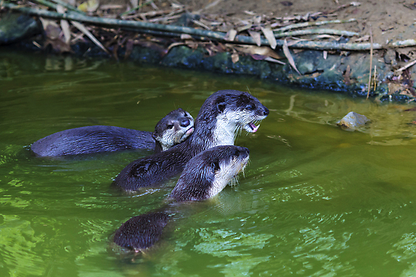 포토 JPG 해외이미지 아시아 얼굴 장난 포유류 발 놀이 관리 웃음 동양인 사람없음 호기심 수영선수 해외202004 해외포토 동물 감정 나라 컨셉 운동선수 표정 인종 신체부위 파일형식 이미지허브
