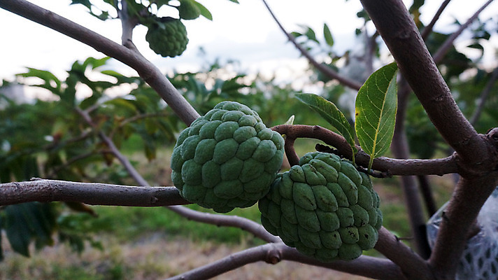 포토 JPG 해외이미지 나무 음식 잎 2 농업 과일 가족 사람없음 초록색 성장 신선 원형 거친 맛 유기농 숙성 이국적 커스터드 솔깃 해외202004 해외포토 도형 식물 웰빙 산업 컬러 컨셉 관계 크림 파일형식 이미지허브