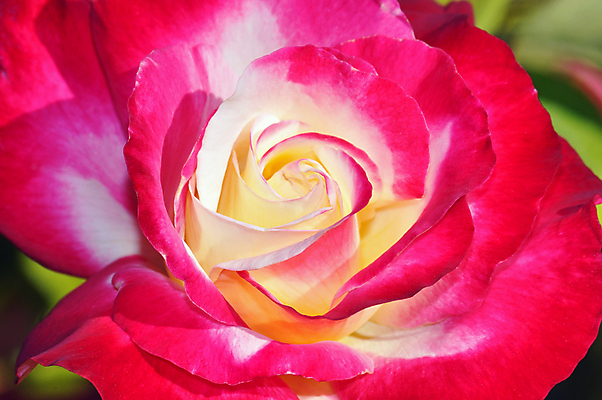 포토 JPG 해외이미지 식물 꽃잎 꽃 분홍색 꽃무늬 자연 사람없음 장미 노란색 정원 봄 벚꽃 원예 향기 해외202004 해외포토 계절 컬러 무늬 취미 생태계 냄새 파일형식 이미지허브