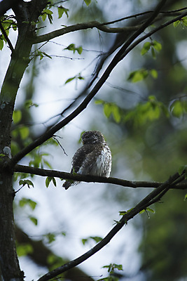 포토 JPG 해외이미지 나무 동물 공원 유럽 야생동물 자연 조류 국립공원 앉기 풍경 사람없음 야외 행운 황무지 숲 작음 속도 육식동물 부엉이 사냥꾼 멸종 폴란드 내추럴 동물상 해외202004 해외포토 식물 직업 공공시설 나라 컨셉 모션 조형물 크기 생태계 파일형식 이미지허브