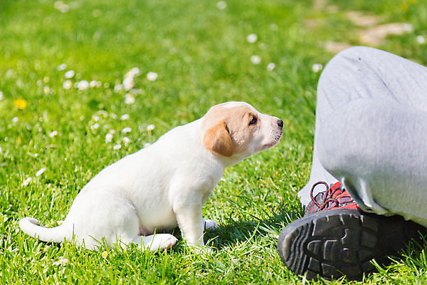 포토 JPG 해외이미지 동물 1 응시 공원 새끼 장난 포유류 포옹 자연 놀이 털 잔디 사람없음 야외 초록색 반려동물 갈색 머리 정원 흰색 아기 개 달콤 강아지 작음 민들레 호기심 잡종 동반자 유래 쓰다듬기 해외202004 해외포토 식물 시선 공공시설 꽃 감정 컬러 컨셉 안기 모션 사람 신체부위 맛 크기 생태계 파일형식 이미지허브