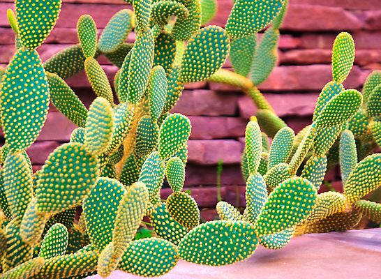 포토 JPG 해외이미지 나무 식물 공원 꽃 아시아 문화 섬 여행 백그라운드 컨셉 잎 자연 하늘 휴식 선인장 손바닥 풍경 사람없음 야외 치료 장식 초록색 여름 여행객 환경 정원 침묵 젖음 사막 성장 가시 보호 숲 허브 하와이 날카로움 스파이크 서쪽 알로에 정중 특별함 해외202004 해외포토 손 계절 공공시설 나라 컬러 의학 사람 미국 소리 방향 생태계 파일형식 이미지허브