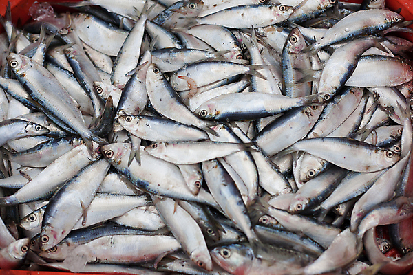 포토 JPG 해외이미지 손 2 태국 낚시 어류 어업 사람없음 야외 상자 신선 잡기 업무 운반 상업 상어 어장 방법 많음 해외202004 해외포토 산업 아시아 컨셉 모션 레저 신체부위 수중동물 작업 파일형식 이미지허브