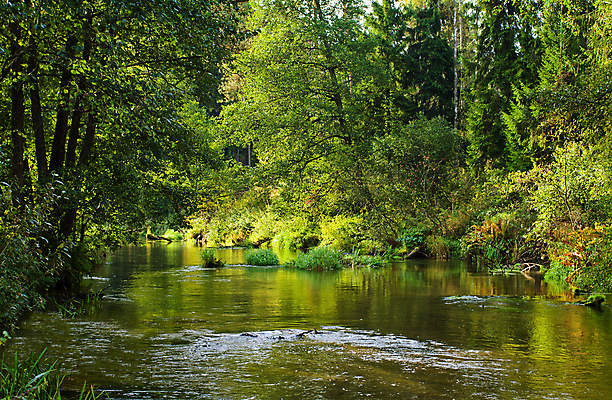 포토 JPG 해외이미지 나무 잎 자연 새로움 풍경 사람없음 야외 초록색 물 강 햇빛 환경 침묵 봄 흐름 시골 개울 보호 숲 땅 벨로루시 웅장함 해외202004 해외포토 자연요소 식물 계절 컬러 컨셉 태양 소리 생태계 파일형식 이미지허브