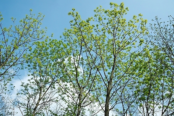 포토 JPG 해외이미지 나무 식물 공원 백그라운드 잎 자연 하늘 새로움 사람없음 야외 초록색 여름 파란색 빛 새싹 환경 정원 봄 활발 자유 성장 나뭇가지 시골 신선 보호 숲 작음 순수 묘사 부드러움 내추럴 강렬 그리너리 해외202004 해외포토 계절 공공시설 컬러 컨셉 감각 크기 생태계 파일형식 트랜드컬러 이미지허브