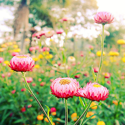 포토 JPG 해외이미지 식물 꽃 줄기 분홍색 백그라운드 잎 꽃무늬 밭 자연 휴가 친절 사람없음 야외 초록색 여름 새싹 환경 정원 봄 자유 수확 성장 가을 흰색 나뭇가지 시골 신선 개화 닫기 작음 복고 정사각형 부드러움 소셜네트워크 파스텔톤 필터 해외202004 해외포토 도형 나무 계절 컬러 컨셉 무늬 농업 모션 감각 크기 생태계 파일형식 이미지허브