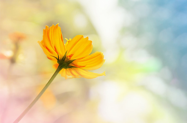 포토 JPG 해외이미지 꽃잎 꽃 분홍색 백그라운드 사람없음 파란색 노란색 달콤 코스모스 보케 부드러움 해외202004 해외포토 식물 컬러 감각 맛 파일형식 이미지허브