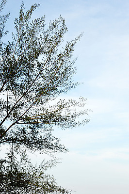 포토 JPG 해외이미지 나무 식물 계절 공원 실루엣 여행 백그라운드 잎 자연 그림자 풍경 사람없음 야외 목재 여름 햇빛 태양 우주 정원 맑음 침묵 봄 성장 가을 나뭇가지 신선 투명 숲 유기농 질감 장면 내추럴 해외202004 해외포토 자연요소 웰빙 공공시설 재료 날씨 촬영기법 소리 생태계 파일형식 이미지허브