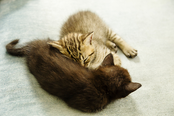 포토 JPG 해외이미지 동물 응시 분홍색 백그라운드 쿠션 패턴 오렌지 포옹 주택 털 사람없음 반려동물 소파 고양이 줄무늬 아기 잠 호랑이 작음 모피 얼룩무늬 솜털 해외202004 해외포토 시선 컬러 무늬 의자 과일 포유류 안기 사람 건물 크기 파일형식 이미지허브