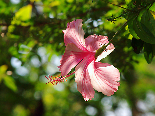 포토 JPG 해외이미지 꽃잎 꽃 분홍색 자연 한국 건강 사람없음 장식 빨간색 활발 벚꽃 신선 허브 관목 하와이 남쪽 말레이시아 강렬 꽃수술 전국 히비스커스 해외202004 해외포토 나무 식물 아시아 컬러 컨셉 미국 방향 생태계 파일형식 이미지허브