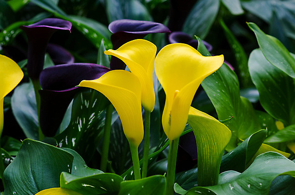 포토 JPG 해외이미지 모양 식물 계절 꽃잎 꽃 줄기 꽃다발 결혼 백그라운드 잎 꽃무늬 패턴 곡선 오렌지 일러스트 자연 결혼식 선물 사람없음 빨간색 초록색 빛 노란색 정원 봄 활발 성장 벚꽃 흰색 축하 우아함 내추럴 고립 칼라꽃 해외202004 해외포토 선 컬러 컨셉 무늬 과일 이벤트 생태계 파일형식 이미지허브
