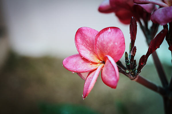 포토 JPG 해외이미지 식물 계절 꽃잎 꽃 선 백그라운드 태국 자연 휴가 동양인 사람없음 노란색 정원 스파 벚꽃 흰색 개화 다발 휴양지 향기 발리 파라다이스 스타일 해외202004 해외포토 아시아 컬러 섬 인종 장소 생태계 냄새 인도네시아 파일형식 이미지허브