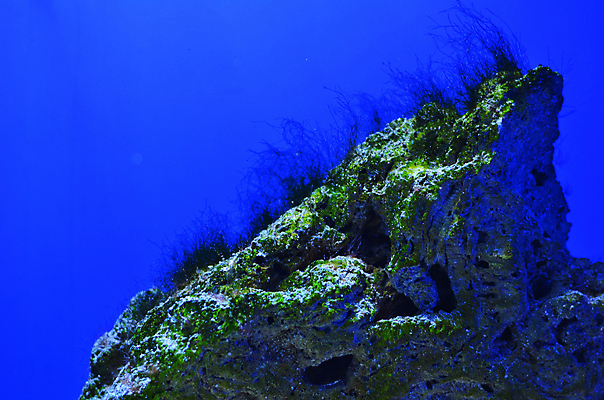 포토 JPG 해외이미지 식물 야생동물 바다 백그라운드 자연 어류 풍경 사람없음 초록색 물 파란색 컬러풀 세계 바닷속 수중 줄무늬 거품 투명 해조류 산호 큼 장어 다이빙 꼬리 상어 암초 수족관 해파리 석호 스펀지 내추럴 광 깊이 소금물 평야 해외202004 해외포토 자연요소 동물 컬러 무늬 수영 수중동물 해양식물 자포동물 크기 생태계 수중스포츠 파일형식 이미지허브