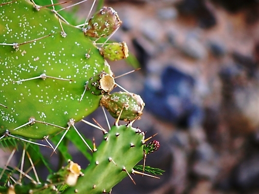 포토 JPG 해외이미지 식물 꽃 선인장 사람없음 초록색 사막 닫기 소프트포커스 해외202004 해외포토 컬러 모션 촬영기법 파일형식 이미지허브