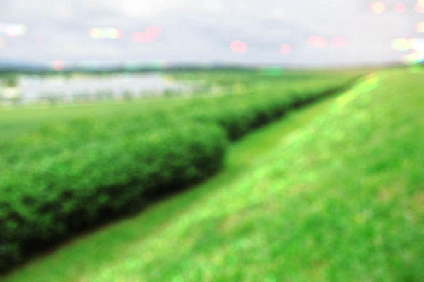 포토 JPG 해외이미지 나무 식물 구름 공원 꽃 여행 밭 골프 자연 하늘 잔디 사람없음 야외 초록색 여름 농장 환경 정원 봄 시골 차 소프트포커스 강의 관목 언덕 원예 조경 내추럴 뒤뜰 방법 블러 원예사 페어웨이 그리너리 해외202004 해외포토 자연요소 직업 계절 공공시설 음료 컬러 농업 촬영기법 취미 구기 생태계 파일형식 트랜드컬러 이미지허브