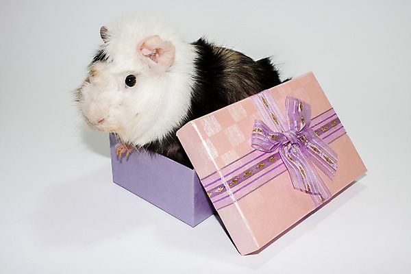 포토 JPG 해외이미지 동물 기념일 행복 리본 음식 결혼 백그라운드 컨셉 크리스마스 포장 포유류 털 발렌타인데이 선물 사랑 미술 사람없음 장식 빨간색 반려동물 상자 갈색 놀람 덮개 흰색 돼지 생일 우아함 구매 작음 만화 활 코 패키지 고립 포장소품 해외202004 해외포토 감정 컬러 데이이벤트 문화예술 표정 이벤트 신체부위 쇼핑 뚜껑 크기 오브젝트 포장재료 파일형식 이미지허브