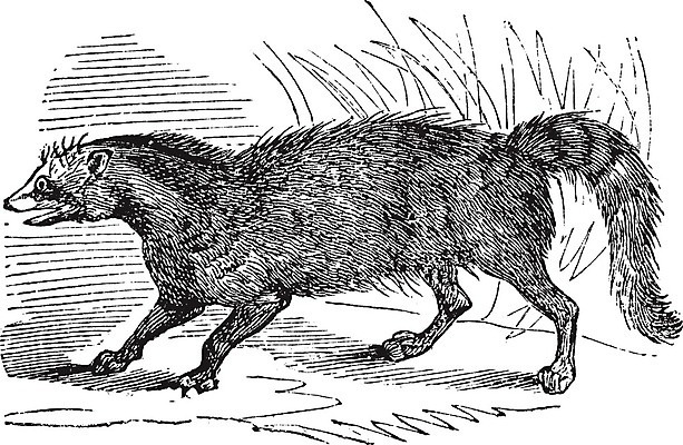 EPS 해외이미지 동물 척추동물 커피 일러스트 포유류 콩 미술 검은색 수확 골동품 흰색 맛 인쇄 그림 향기 아로마 육식동물 판화 악취 옛날 해외202004 해외일러스트 음료 컬러 컨셉 농업 문화예술 곡류 냄새 파일형식 벡터 이미지허브