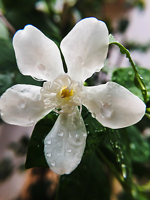 포토 JPG 해외이미지 나무 식물 꽃 백그라운드 잎 꽃무늬 자연 사람없음 야외 초록색 빛 태양 환경 정원 스파 봄 벚꽃 흰색 신선 라일락 내추럴 해외202004 해외포토 자연요소 계절 컬러 무늬 생태계 파일형식 이미지허브