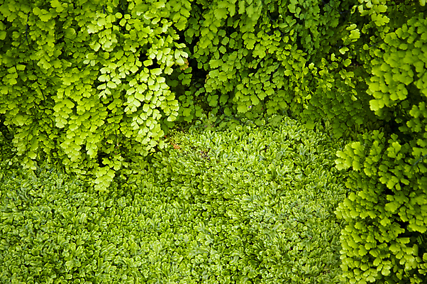 포토 JPG 해외이미지 모양 식물 백그라운드 잎 자연 사람없음 초록색 브레이크 유기농 서식 양치류 해외202004 해외포토 웰빙 컬러 생태계 파일형식 이미지허브