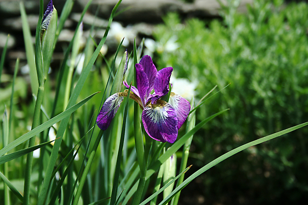 포토 JPG 해외이미지 식물 꽃잎 꽃 꽃다발 백그라운드 꽃무늬 자연 사람없음 초록색 여름 파란색 노란색 정원 보라색 봄 벚꽃 묘사 원예 붓꽃 해외202004 해외포토 계절 컬러 무늬 취미 생태계 파일형식 이미지허브