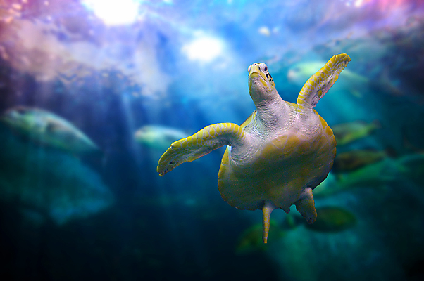 포토 JPG 해외이미지 동물 야생동물 바다 가방 태국 자연 휴가 어류 사람없음 초록색 물 파란색 반사 환경 수중 수영 스노클링 산호 거북이 보호 쓰레기 폐기물 파편 플라스틱 다이빙 하와이 지느러미 암초 문제 밀짚 석호 물갈퀴 낭비 해외202004 해외포토 자연요소 잡화 아시아 컬러 컨셉 파충류 재질 미국 수중동물 수상스포츠 자포동물 짚 생태계 수중스포츠 파일형식 이미지허브